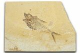 Detailed Fossil Fish (Diplomystus) - Wyoming #354057-1